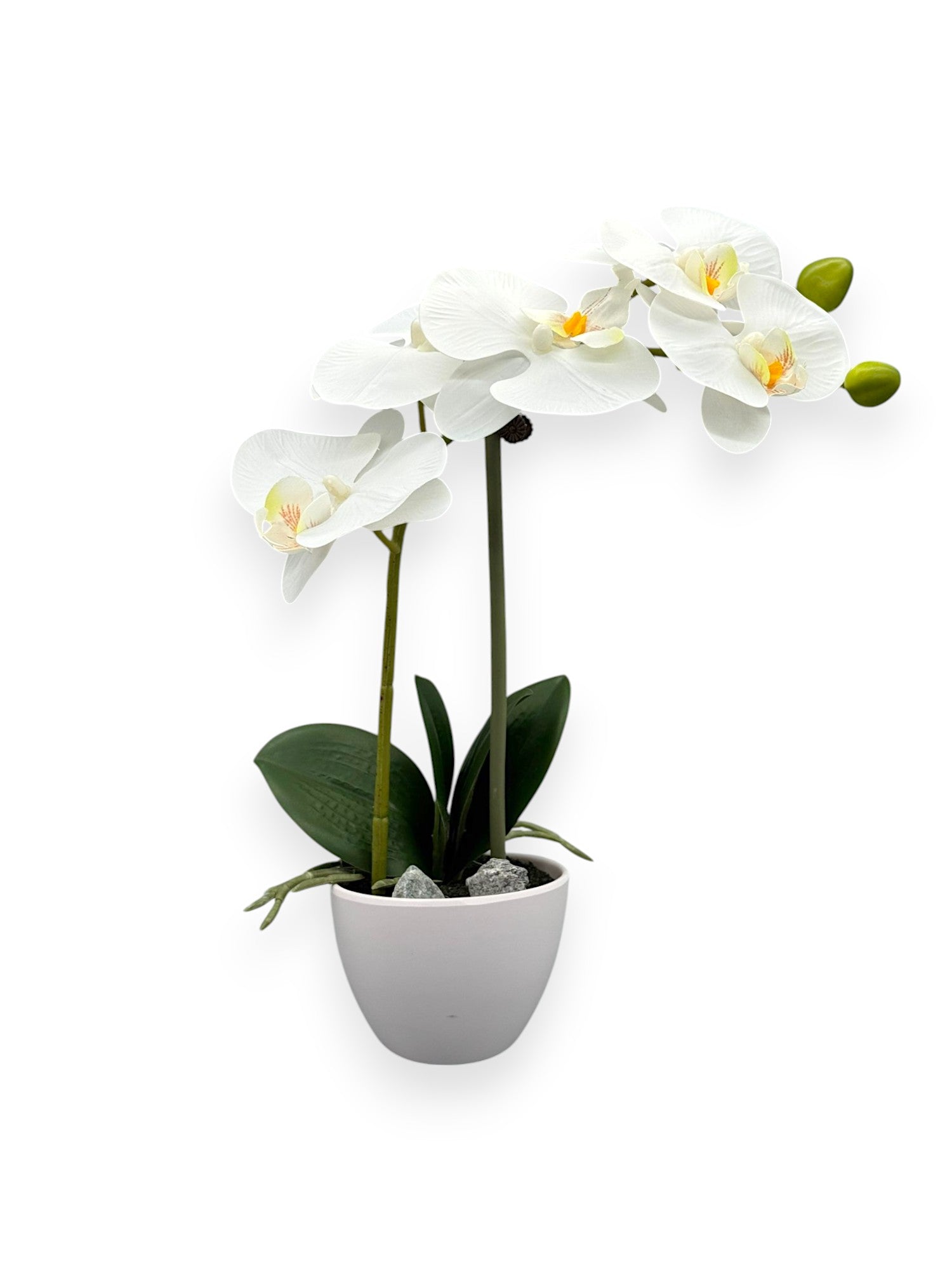 ORCHID PHALEANOPSIS W/POT 14"
