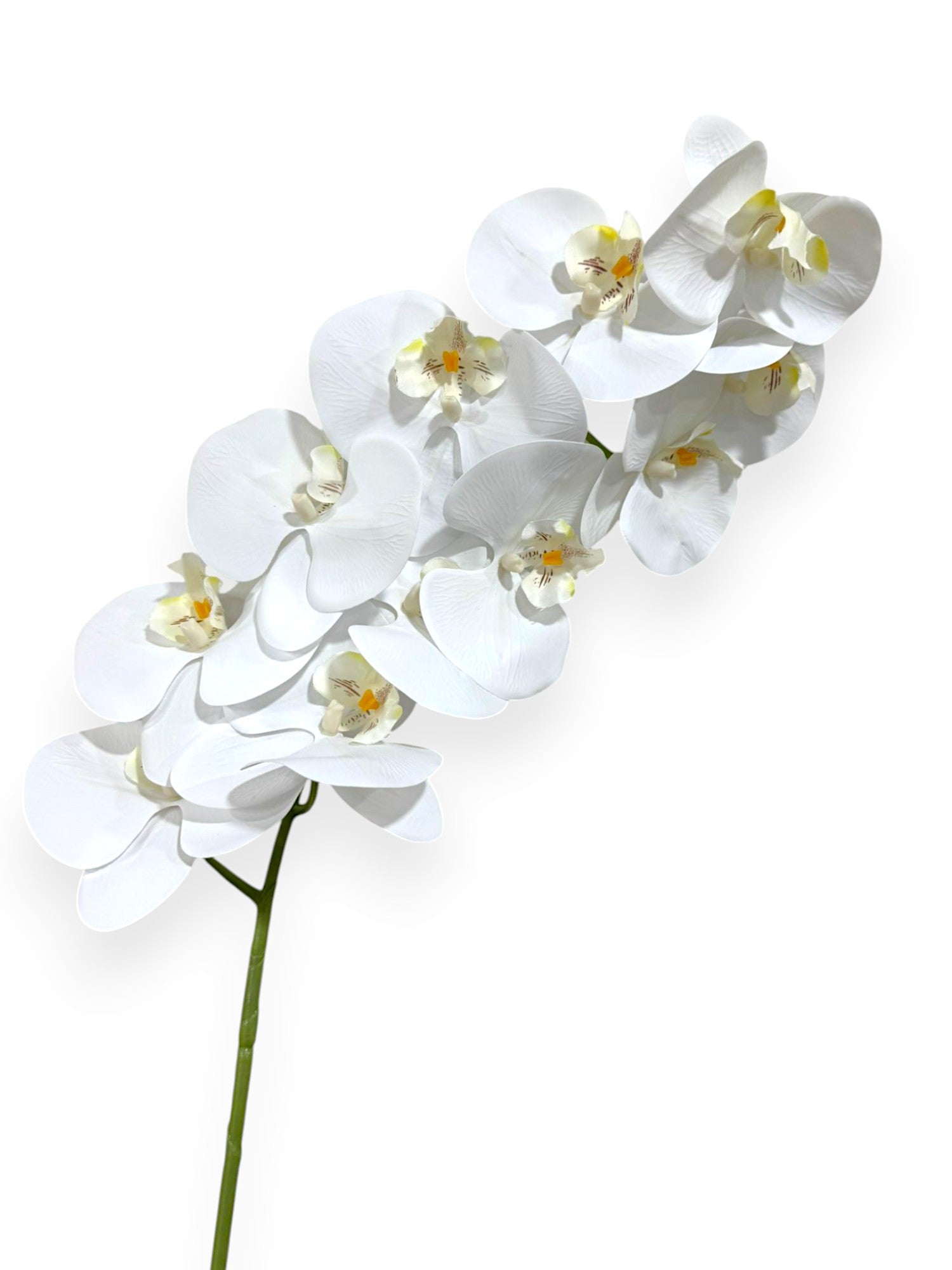 PHAL. SPRAY X11 43.5"