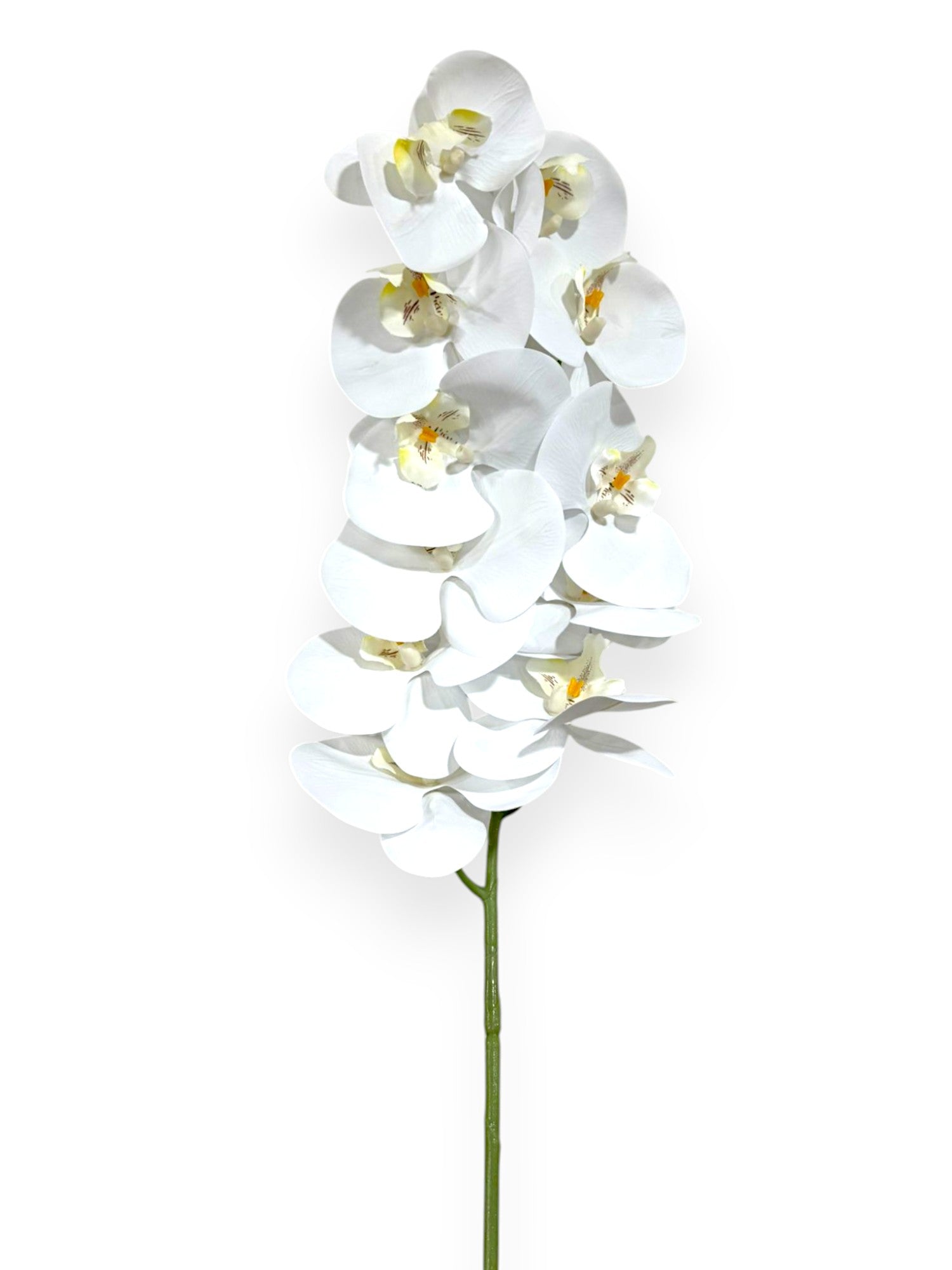 PHAL. SPRAY X11 43.5"