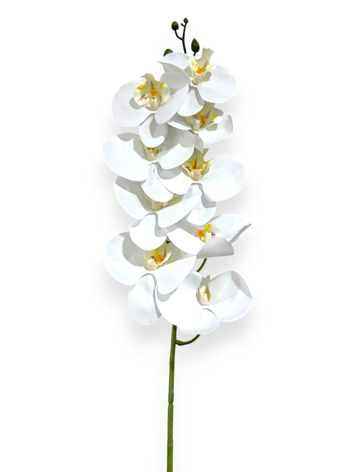 PHAL. SPRAY X9 43.5"