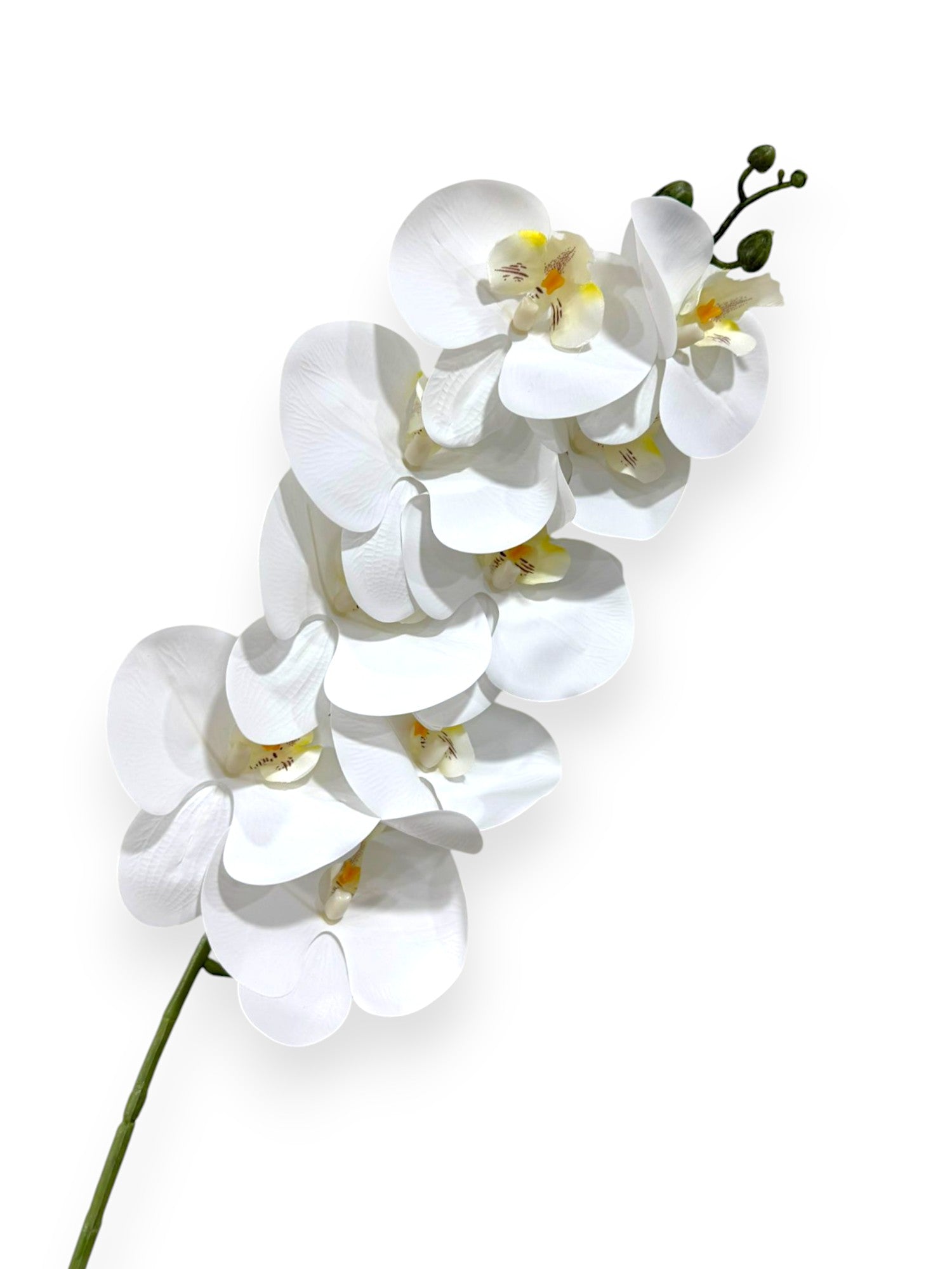 PHAL. SPRAY X9 43.5"