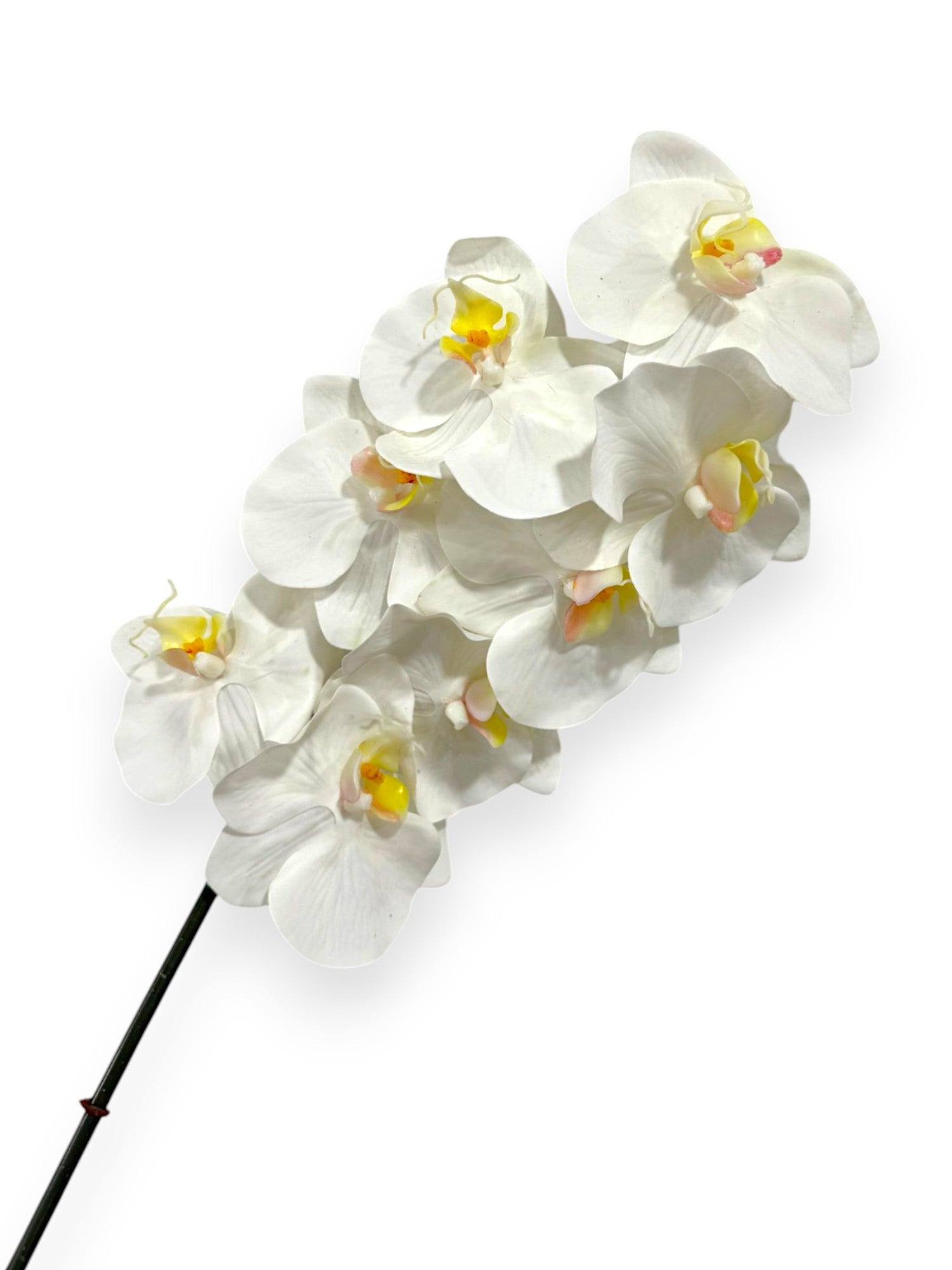 Phalaenopsis Orchid Stem 31"