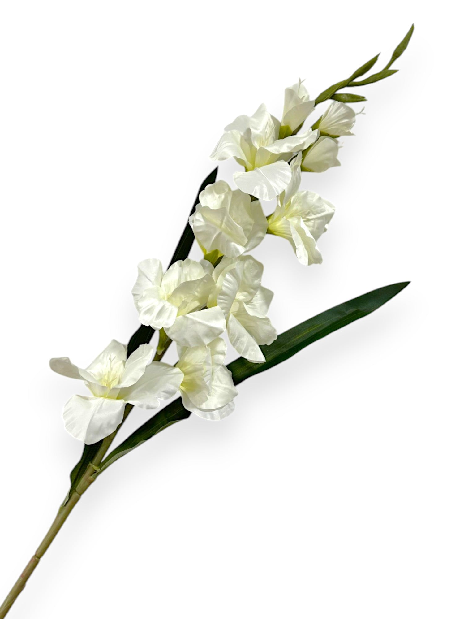 GLADIOLUS FLOWER GLADIOLA