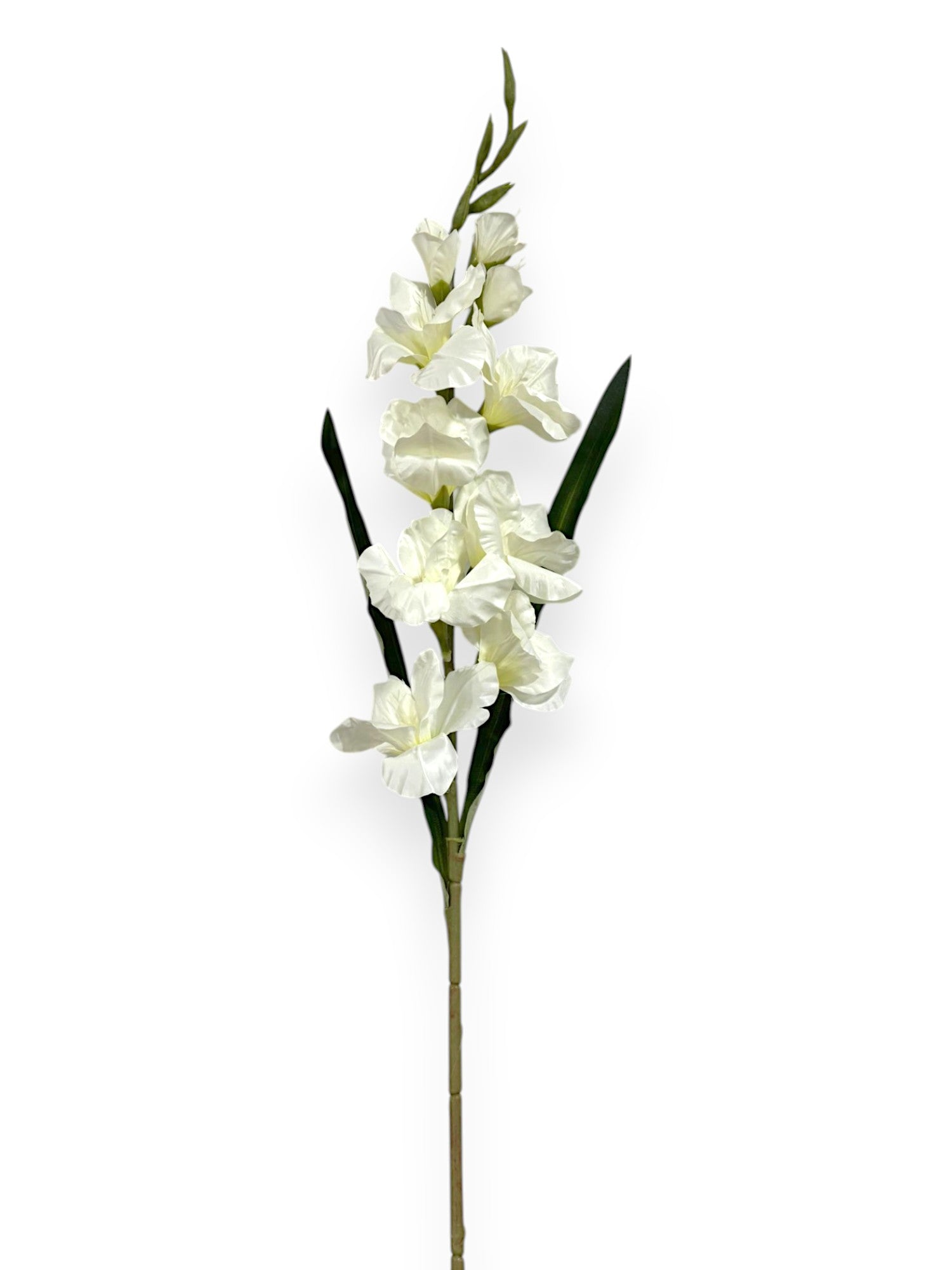 GLADIOLUS FLOWER GLADIOLA