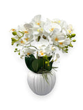 ORCHID PHALEANOPSIS W/POT 17.5"