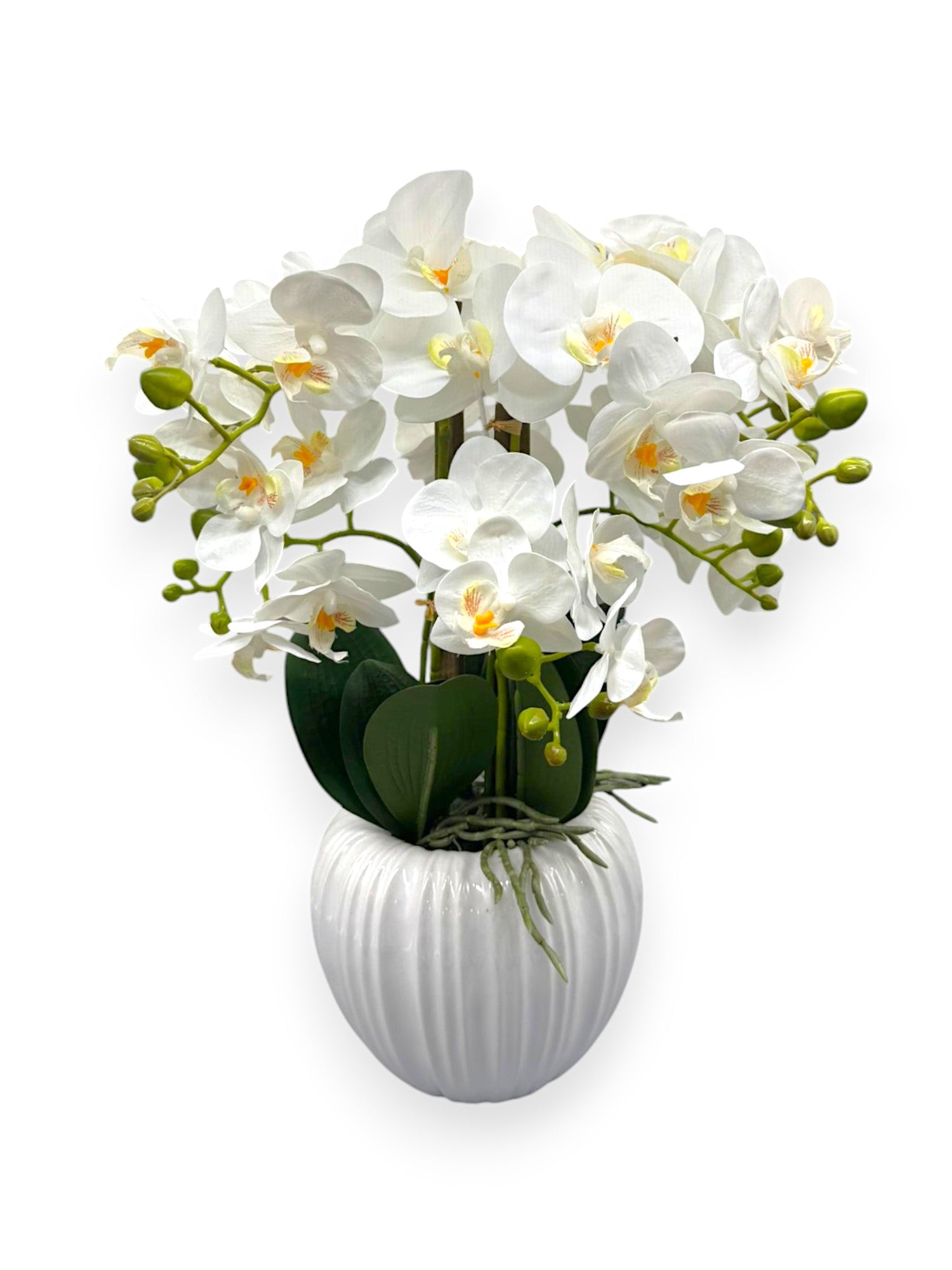 ORCHID PHALEANOPSIS W/POT 17.5"