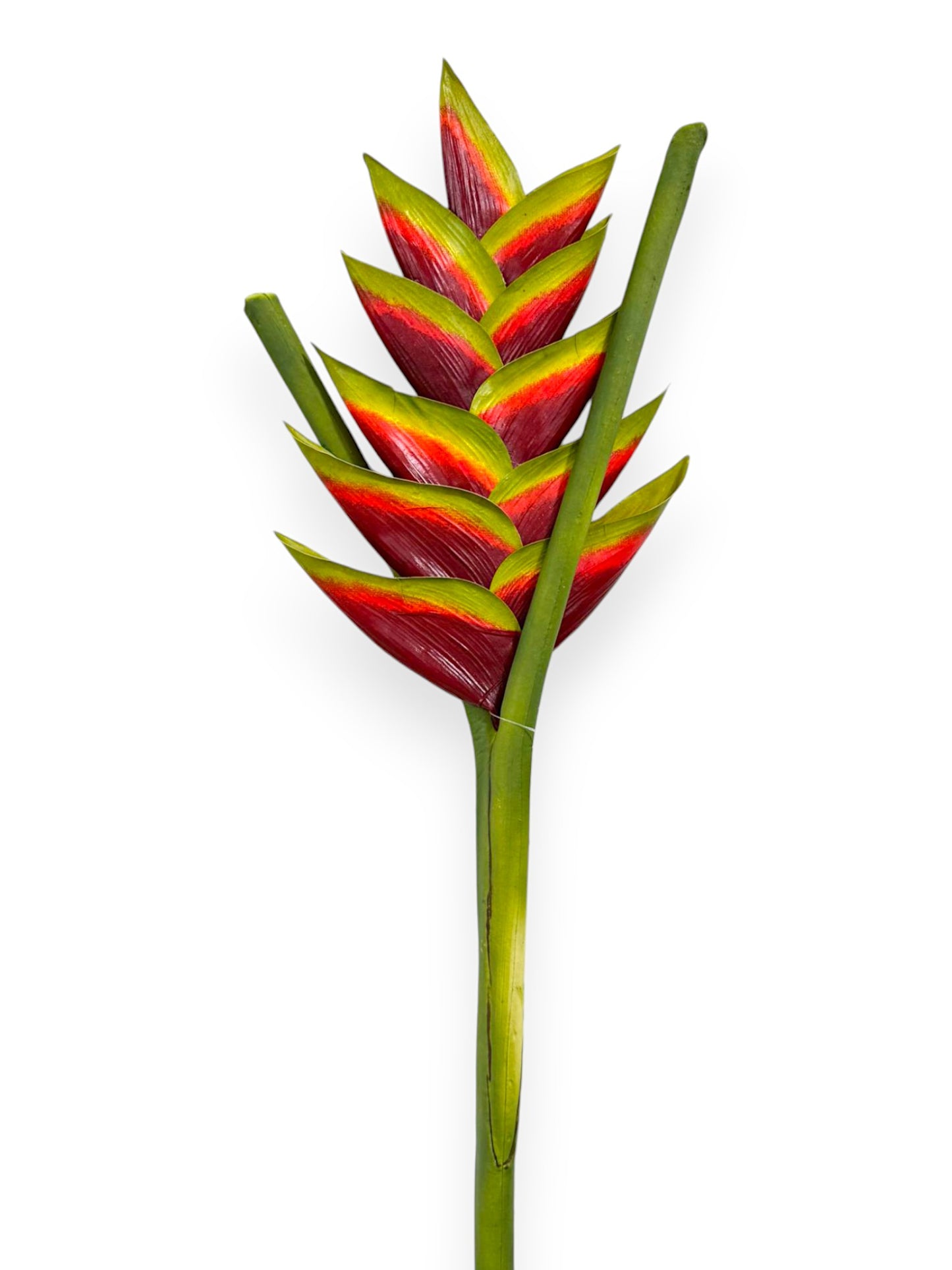 HELICONIA UV 32"