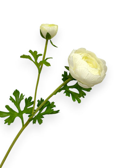 RANUNCULUS X1F1B 22"