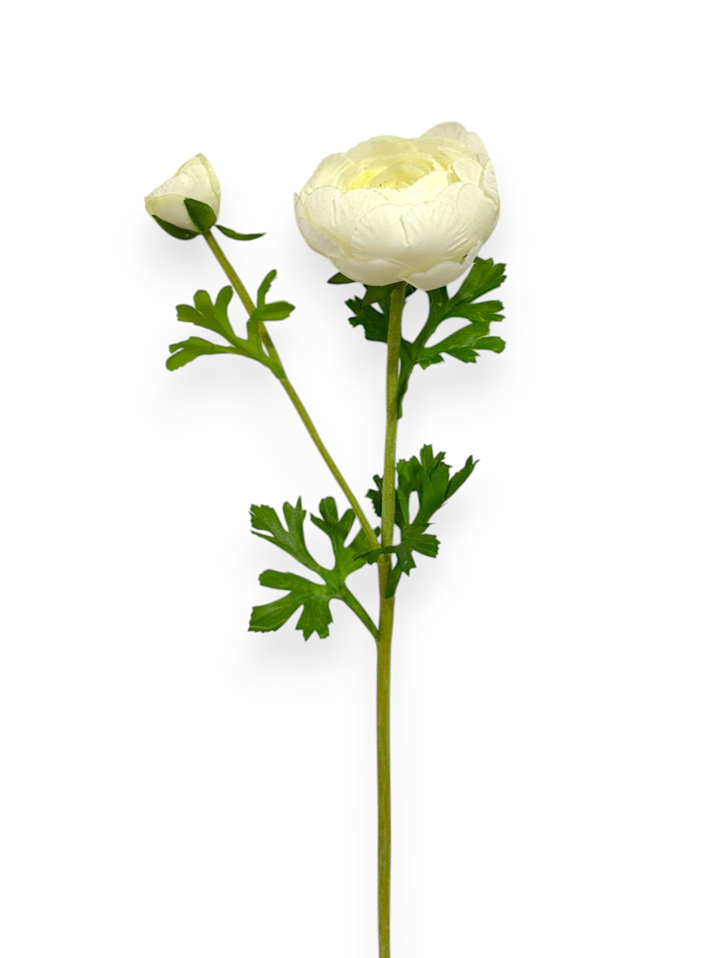 RANUNCULUS X1F1B 22"