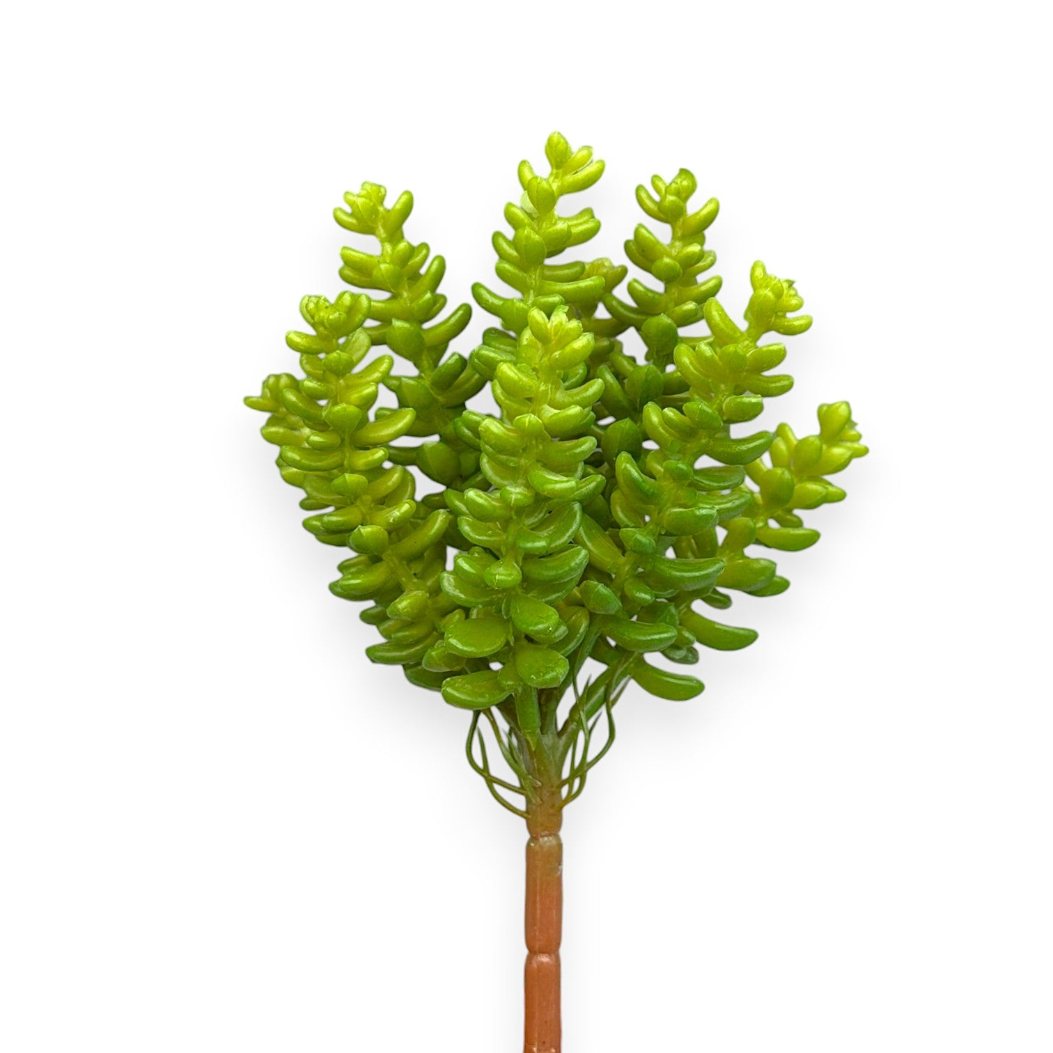 SUCCULENT SEDUM 7"