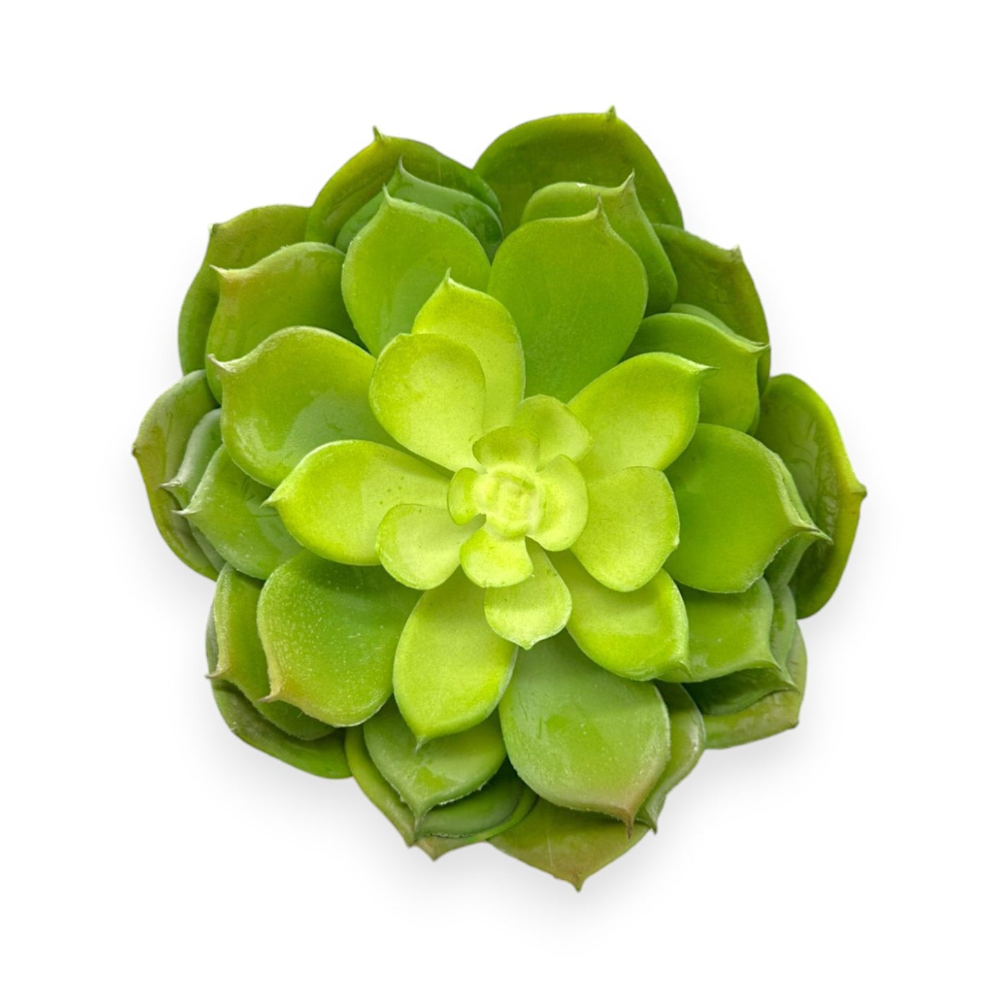 SUCCULENT ECHEVERIA 7"D