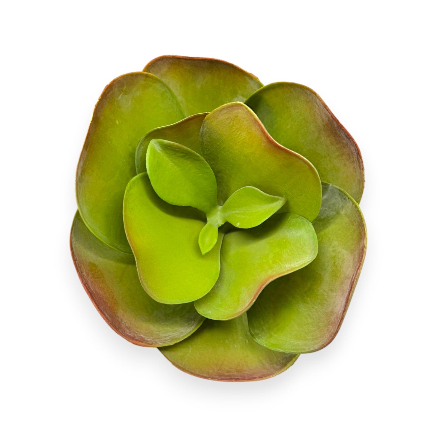 SUCCULENT PADDLE PLANT 7"