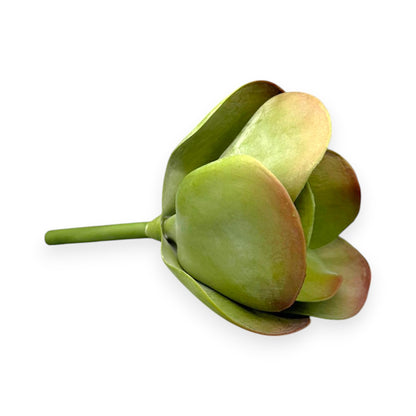 SUCCULENT PADDLE PLANT 7"