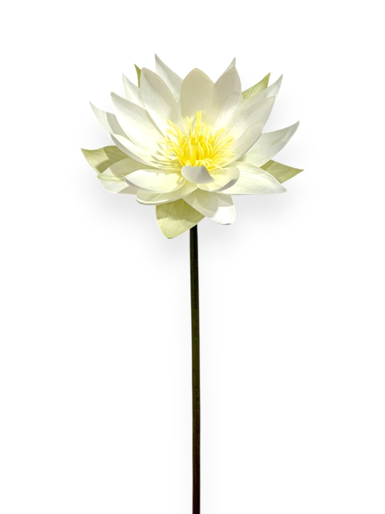 WATER LILY 20"