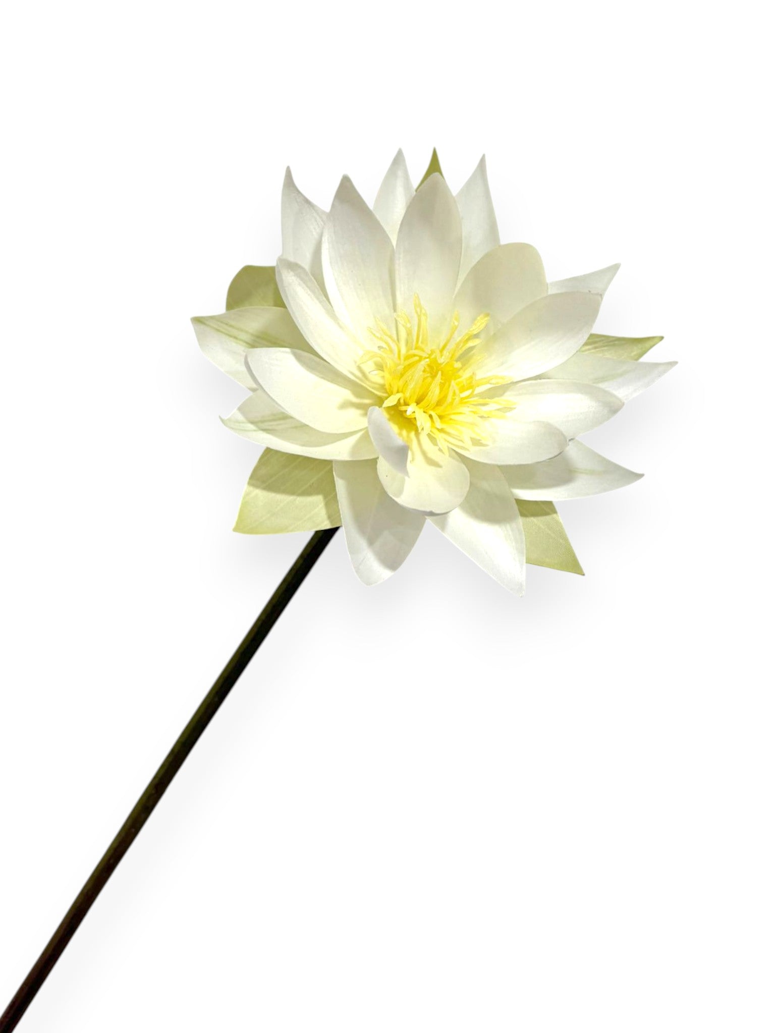 WATER LILY 20"
