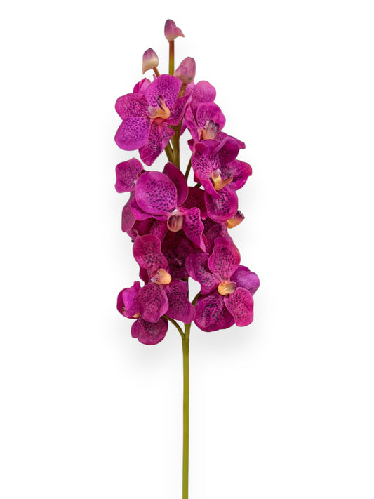 Orchid Vanda X13