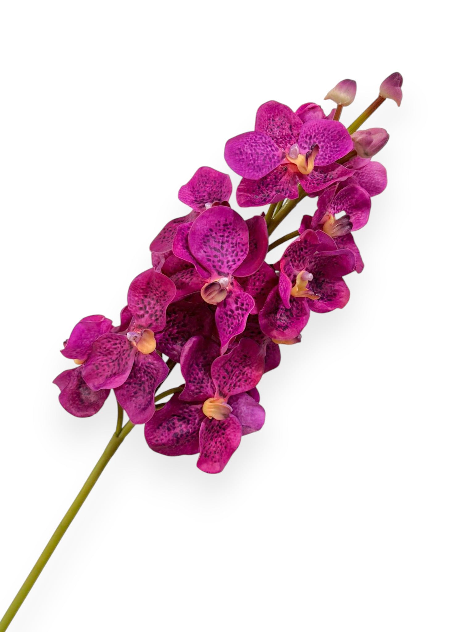 Orchid Vanda X13