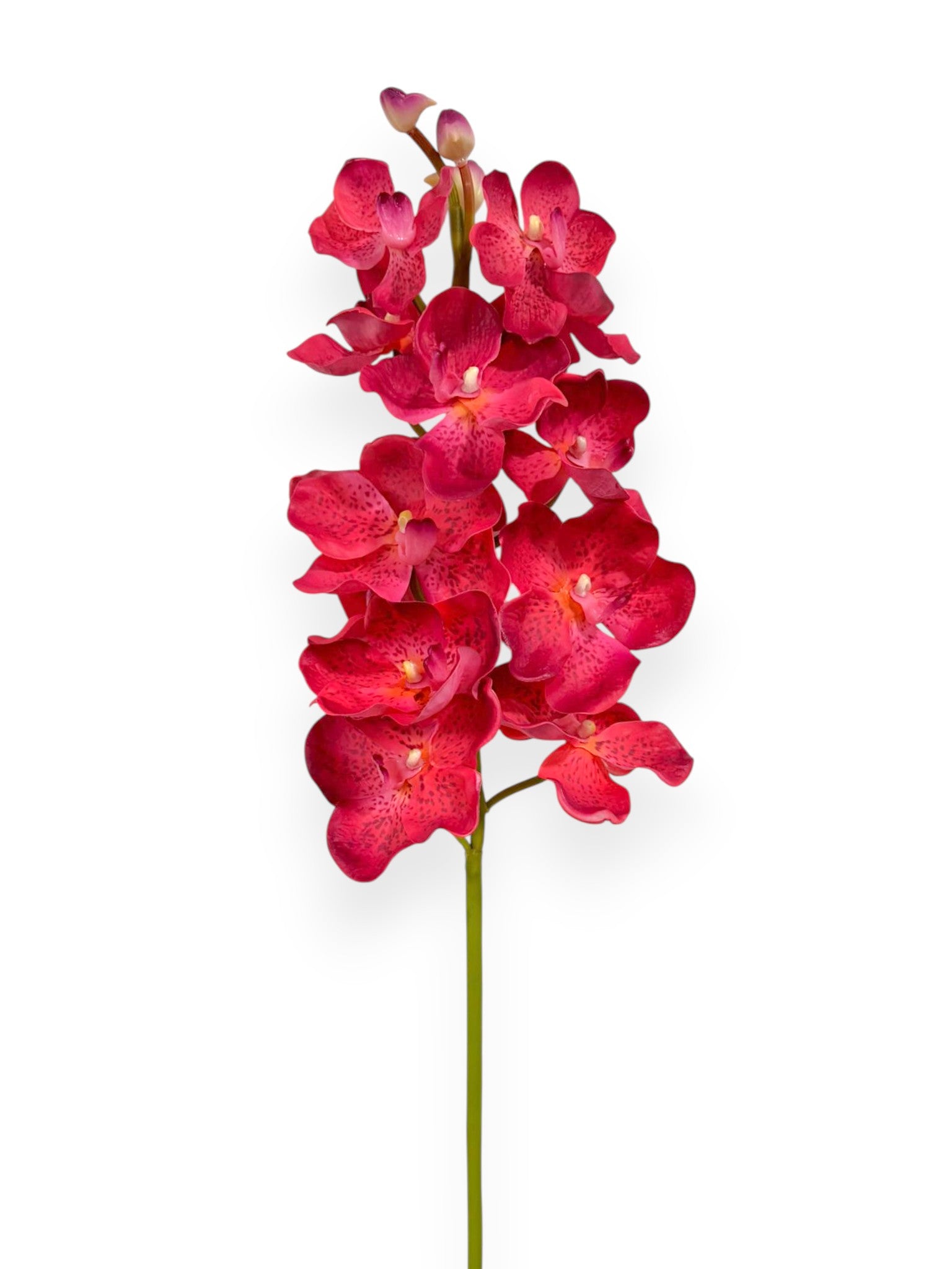 Orchid Vanda X13