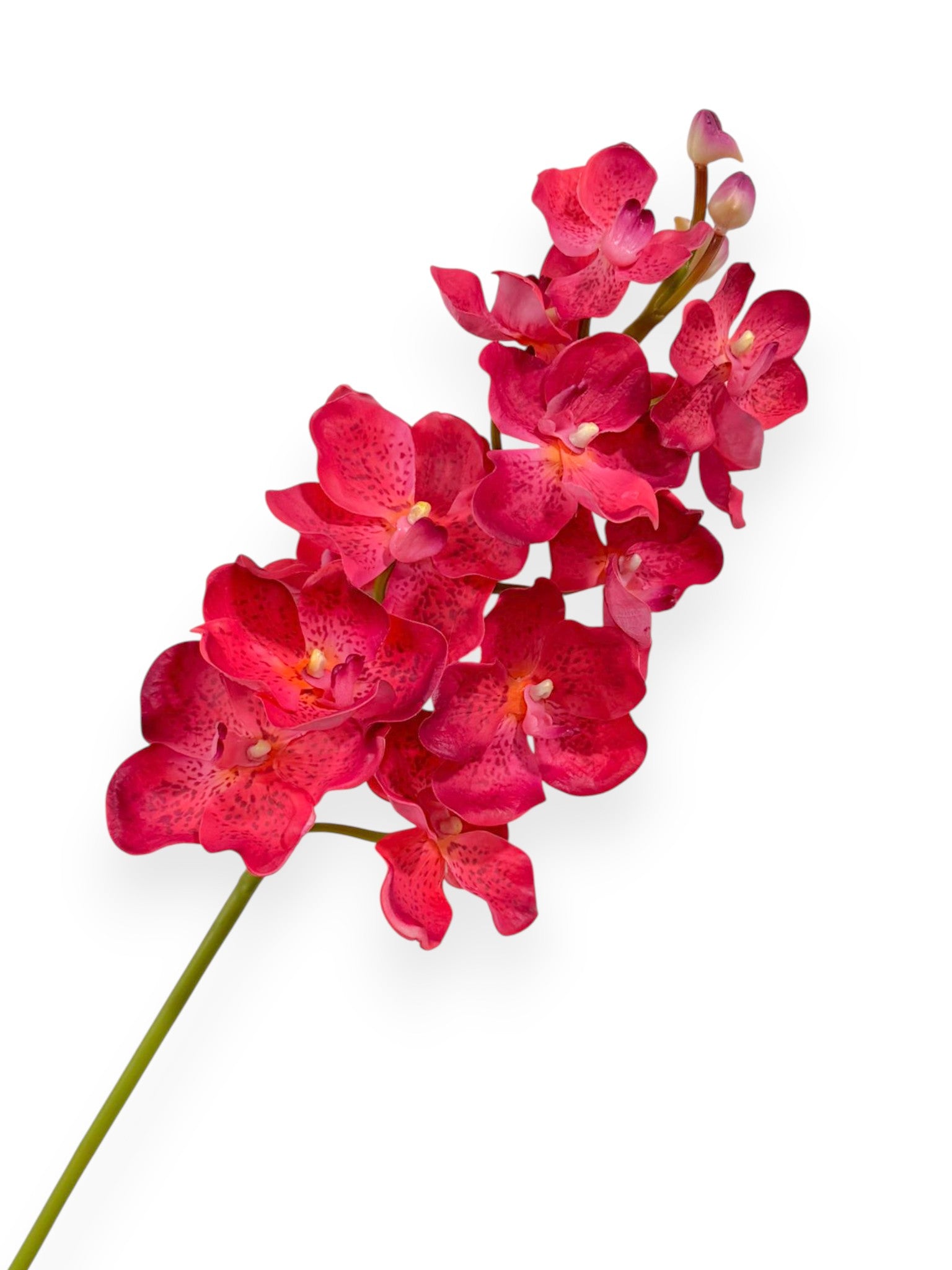 Orchid Vanda X13