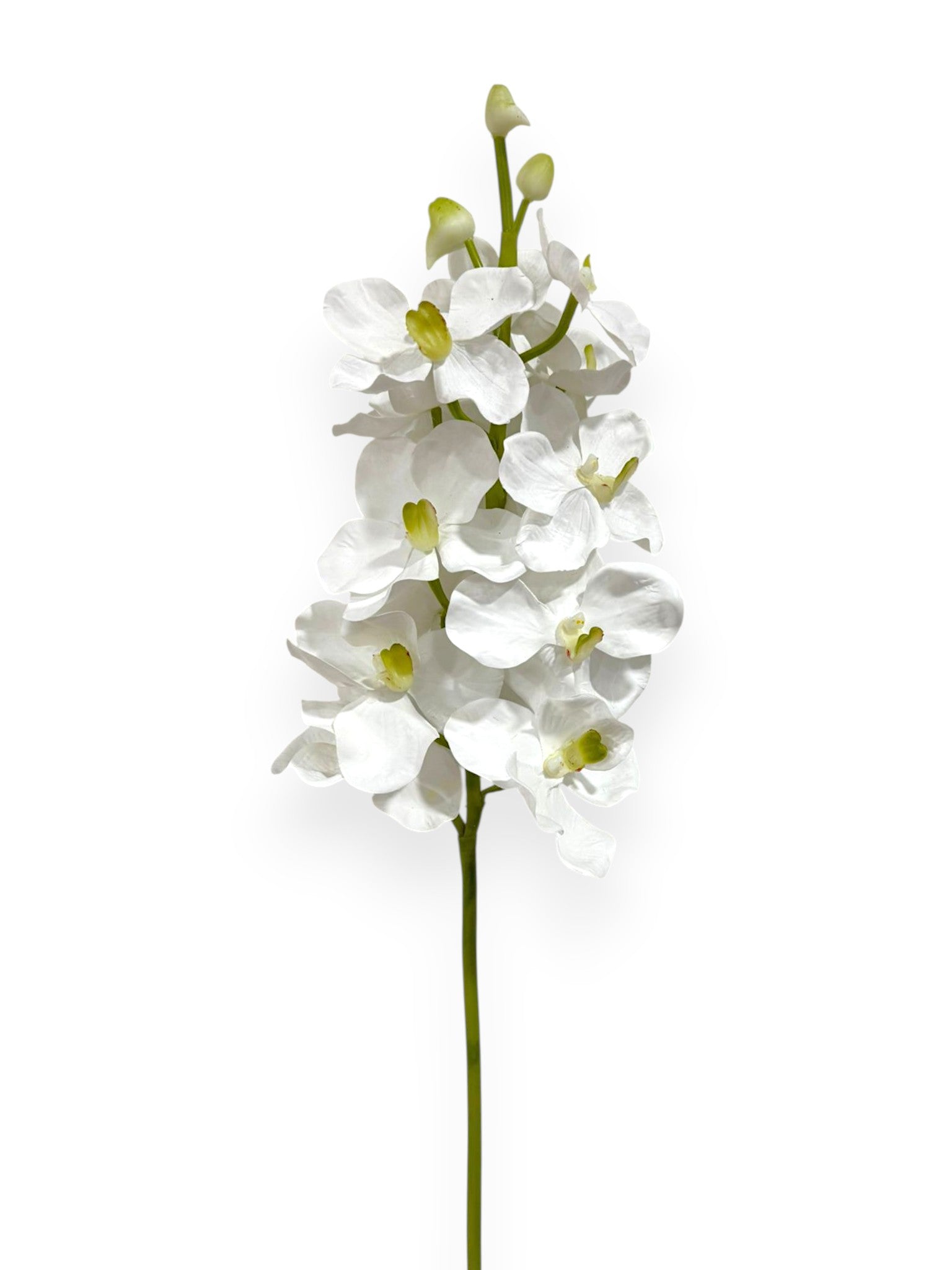 Orchid Vanda X13