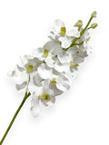 Orchid Vanda X13
