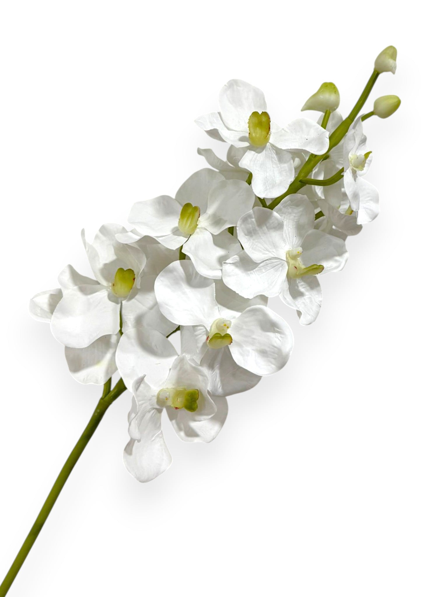Orchid Vanda X13