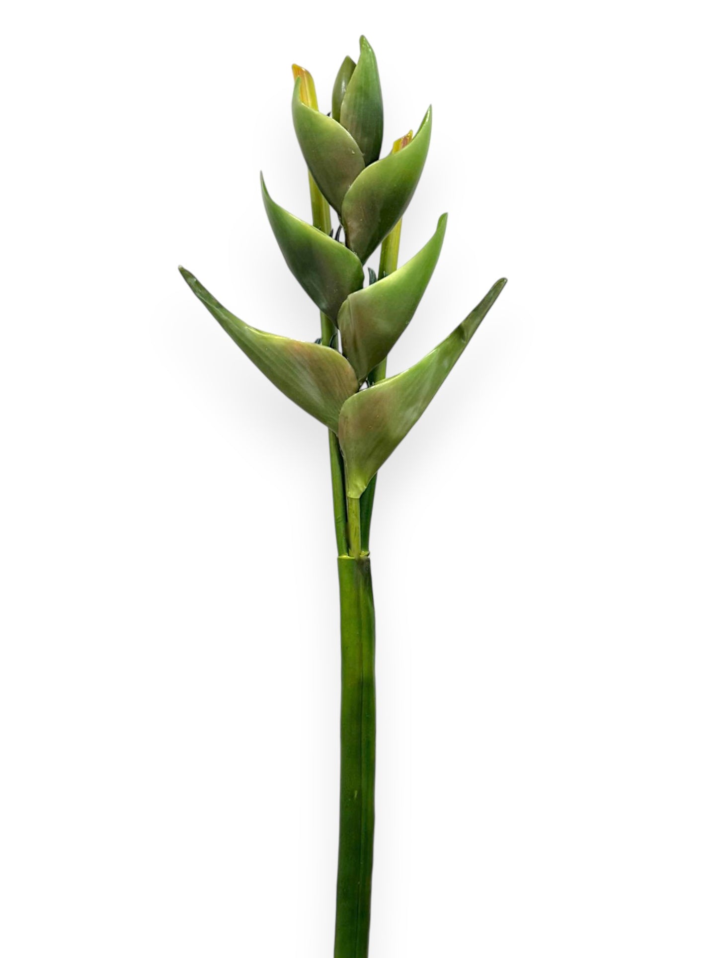 Heliconia Lobster Claw Spray 39"