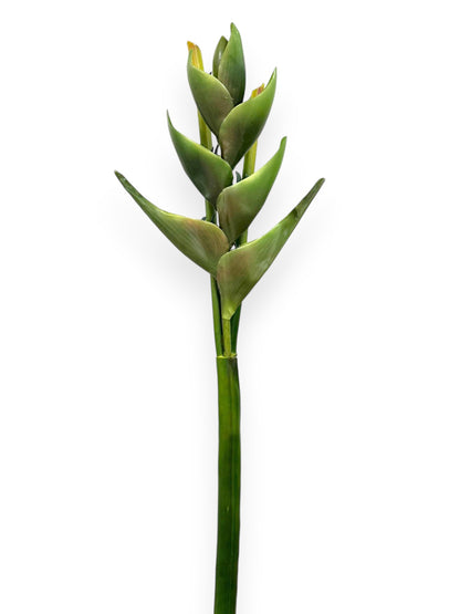 Heliconia Lobster Claw Spray 39"