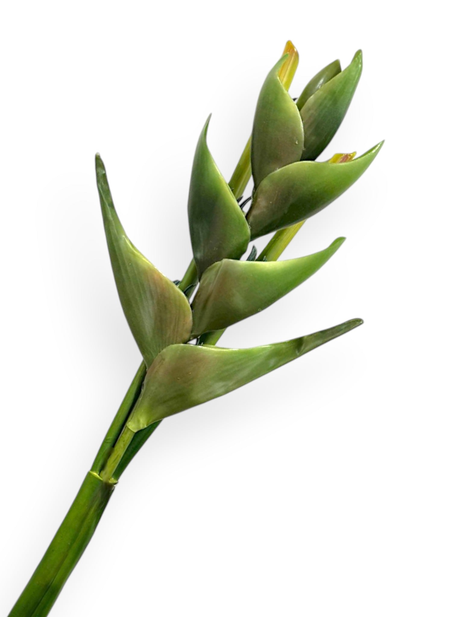 Heliconia Lobster Claw Spray 39"