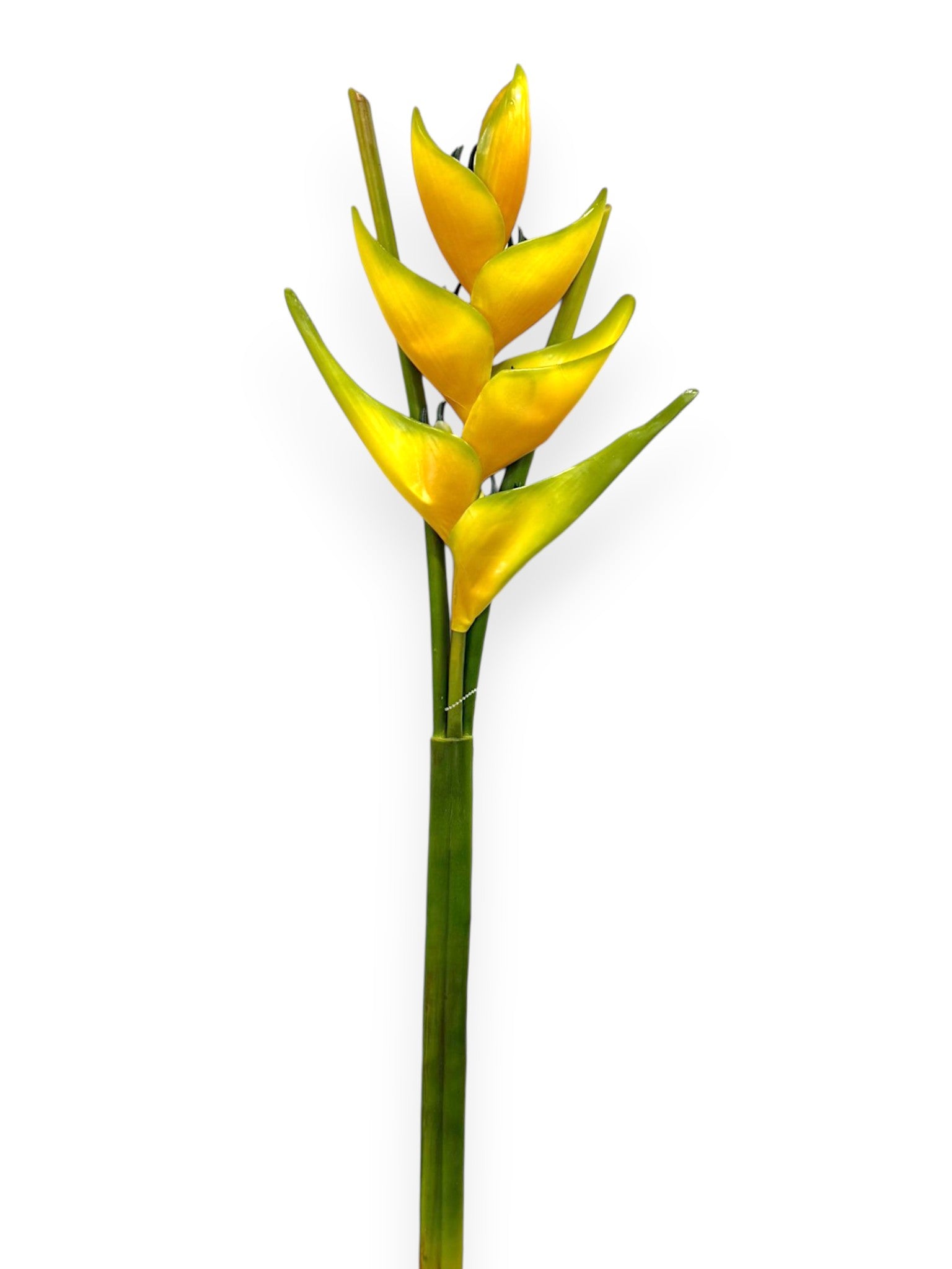Heliconia Lobster Claw Spray 39"
