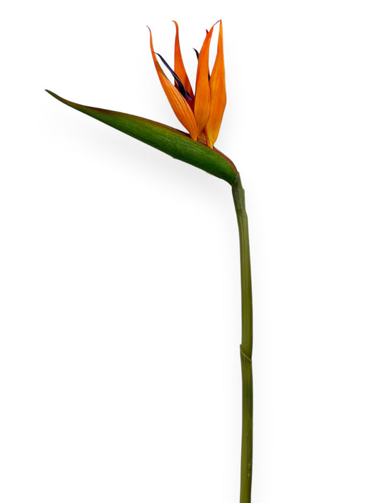 Bird of Paradise Flower Stem 34”