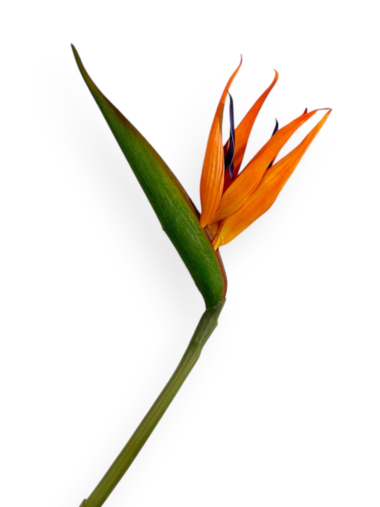 Bird of Paradise Flower Stem 34”