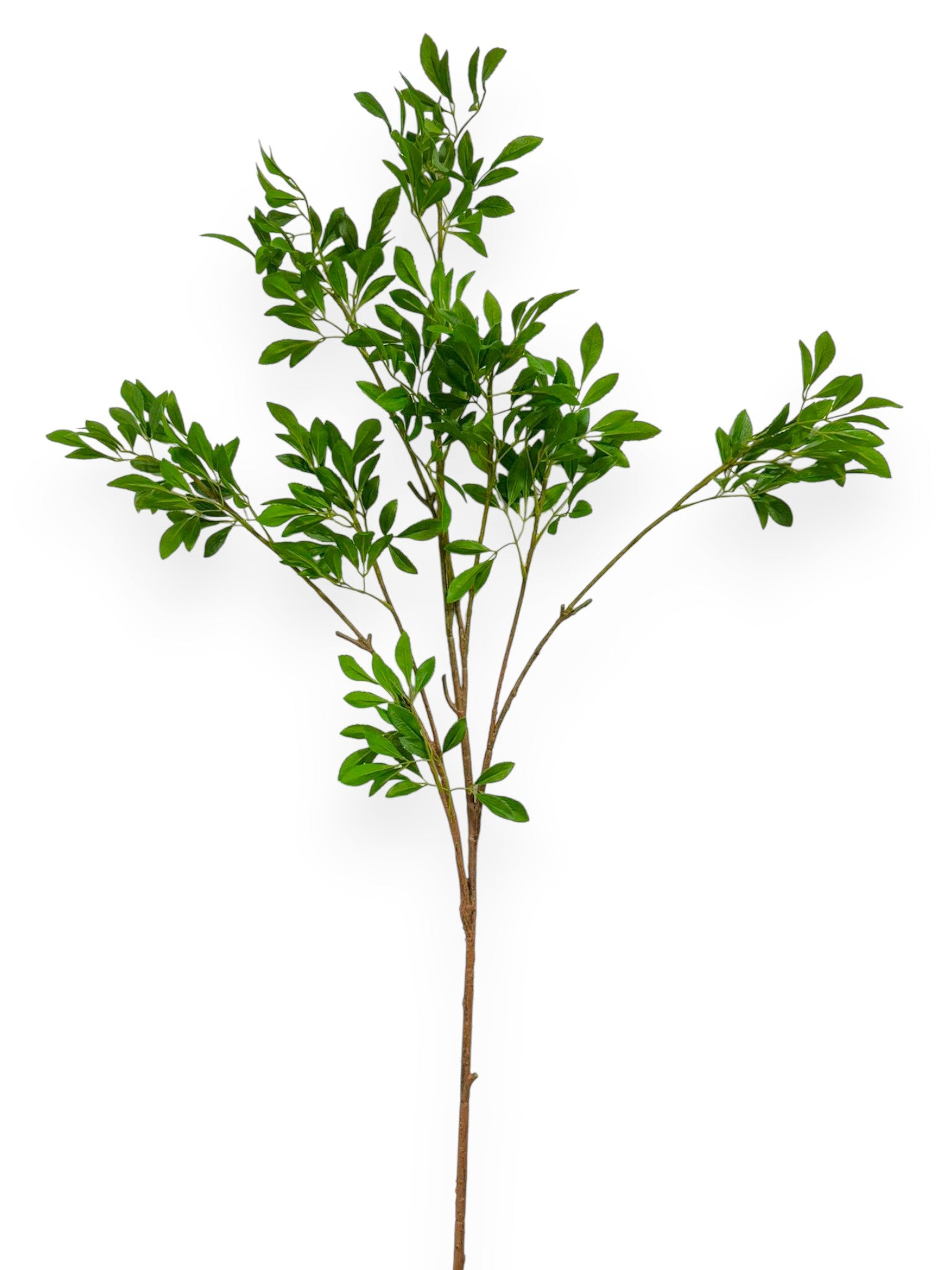 Andromeda Branch 62"