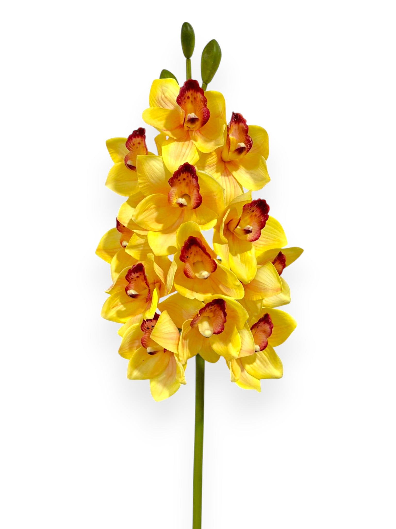 Cymbidium Orchid Stem 27"