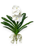 Orchid Vanda with Leaves 21"