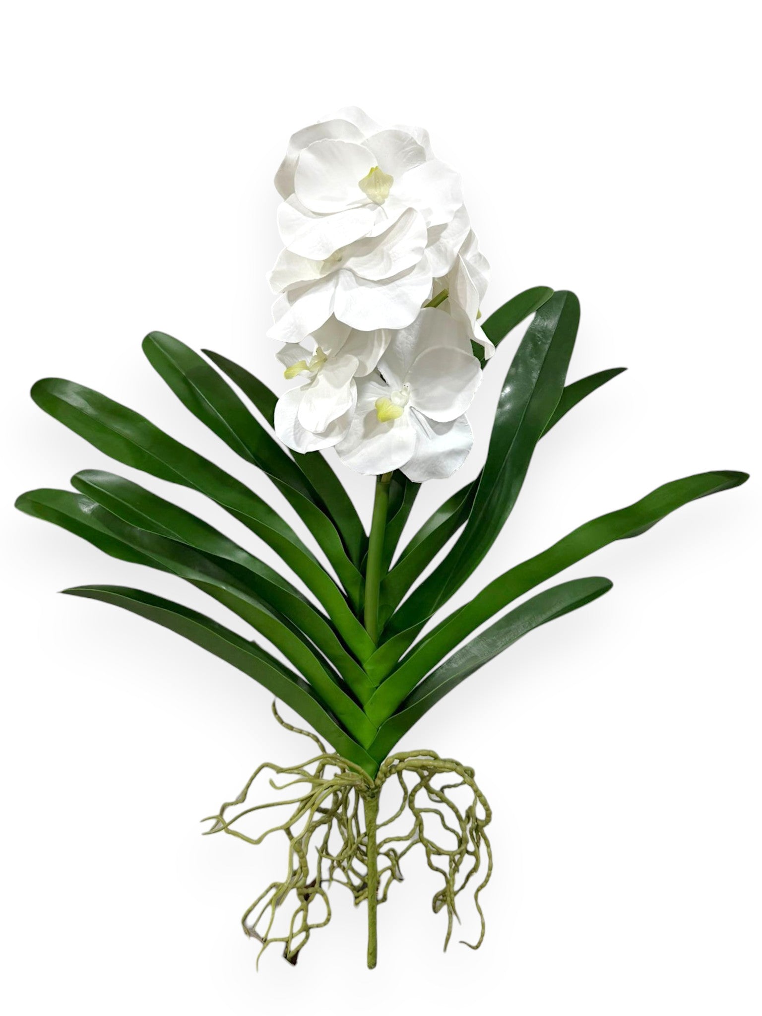 Orchid Vanda with Leaves 21"