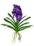 Orchid Vanda with Leaves 21"