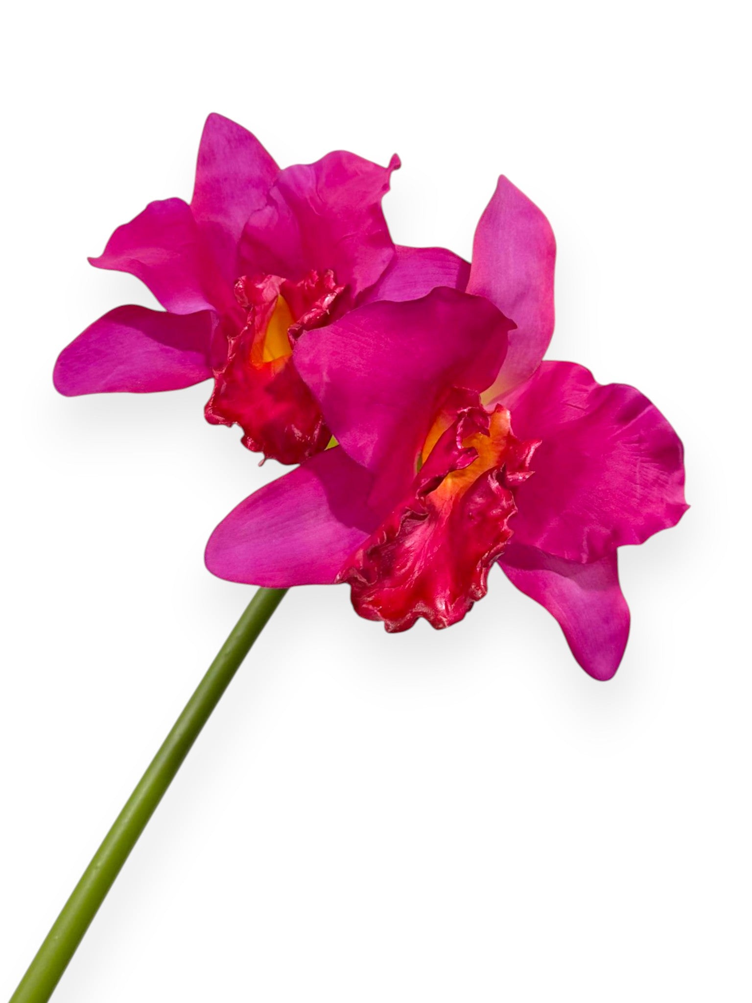 Cattleya Orchid 22"