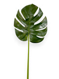 Split Philodendron Leaf 33"