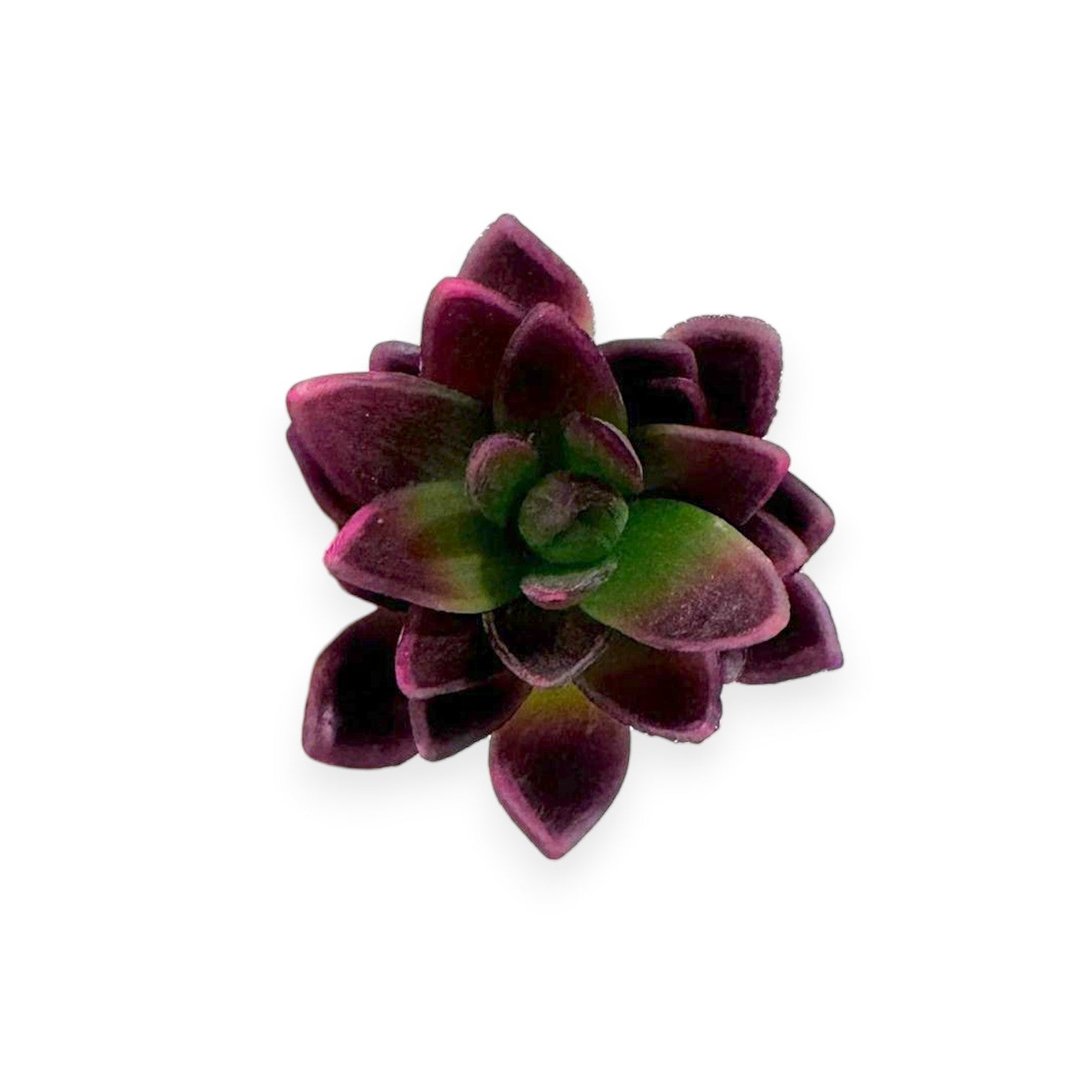 Mini Agave Pick 5"