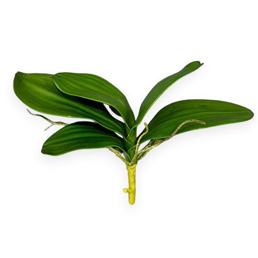 Phalaenopsis Orchid Leaf Stem