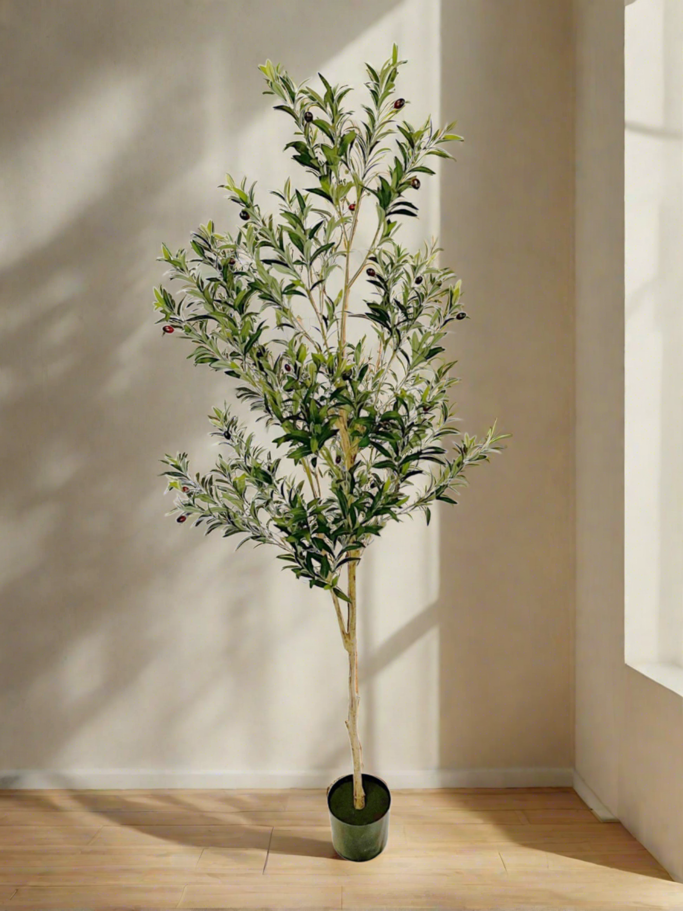 OLIVE TREE 6'
