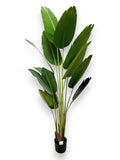TRAVELERS PALM 6'