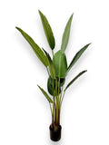 TRAVELERS PALM 5'