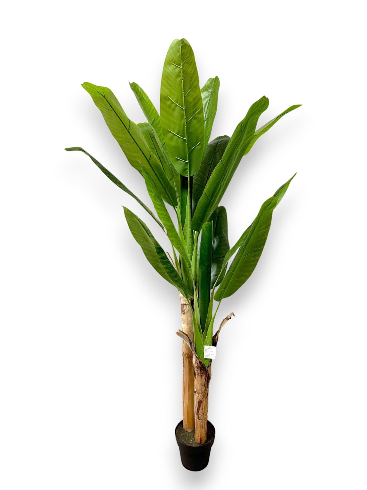 BANANA TREE 14LVS 2BRANCH 6'